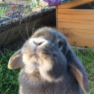 Meet your Posher, Imogen